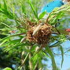 Cordless Electric Stand Weed Puller with Dual Batteries — Effortless Weed Removal